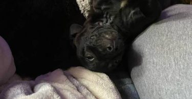 Sweet little Chiweenie puppies