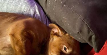Sweet little Chiweenie puppies
