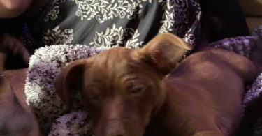 Sweet little Chiweenie puppies