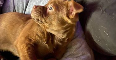 Sweet little Chiweenie puppies