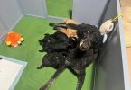 AKC black and apricot standard poodle puppies for sale