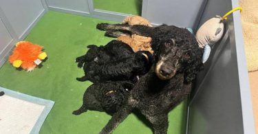 AKC black and apricot standard poodle puppies for sale