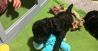 AKC black and apricot standard poodle puppies for sale