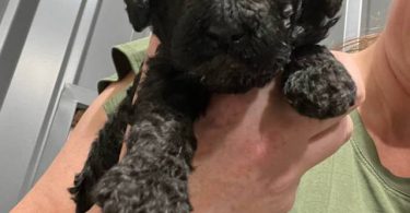 AKC black and apricot standard poodle puppies for sale