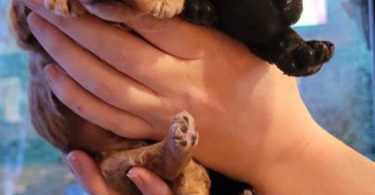 AKC black and apricot standard poodle puppies for sale