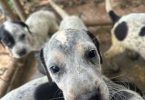 Bluetick x German shorthaired pointers