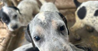 Bluetick x German shorthaired pointers