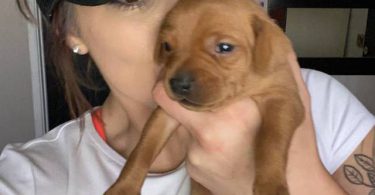 2 adorable Chihuahua dachshund puppies for adoption