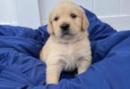 Auspicious Golden Retriever puppies