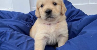 Auspicious Golden Retriever puppies