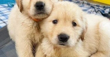 Auspicious Golden Retriever puppies