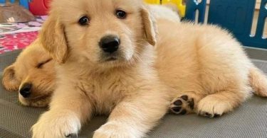 Auspicious Golden Retriever puppies