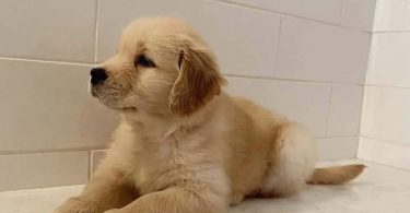 Auspicious Golden Retriever puppies