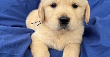 Auspicious Golden Retriever puppies
