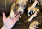 American Staffordshire pit bull puppies