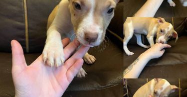 American Staffordshire pit bull puppies