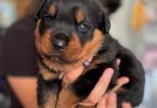 3 Rottweiler puppies for sale