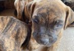 Cute bullboxer puppies for adoption