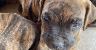 Cute bullboxer puppies for adoption