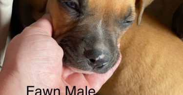Cute bullboxer puppies for adoption
