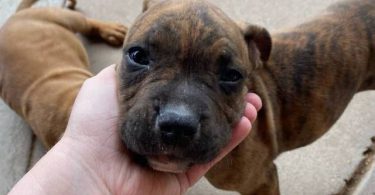Cute bullboxer puppies for adoption