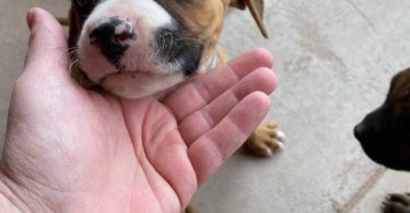 Cute bullboxer puppies for adoption