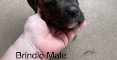 Cute bullboxer puppies for adoption