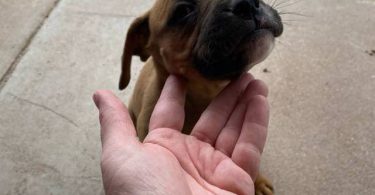 Cute bullboxer puppies for adoption