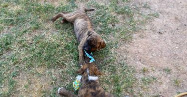 Cute bullboxer puppies for adoption