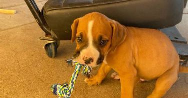 Cute bullboxer puppies for adoption