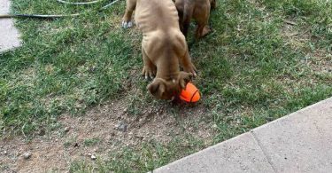 Cute bullboxer puppies for adoption