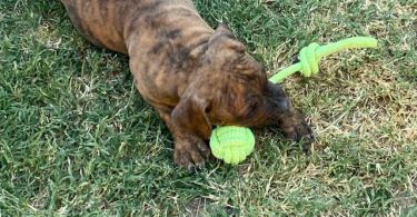 Cute bullboxer puppies for adoption
