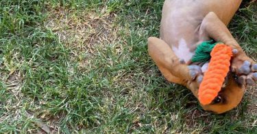 Cute bullboxer puppies for adoption