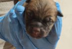 German Shepherd Pit Mix Puppies for Sale