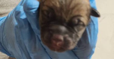German Shepherd Pit Mix Puppies for Sale
