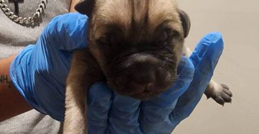 German Shepherd Pit Mix Puppies for Sale