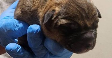 German Shepherd Pit Mix Puppies for Sale