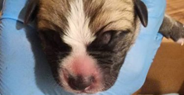 German Shepherd Pit Mix Puppies for Sale