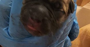 German Shepherd Pit Mix Puppies for Sale