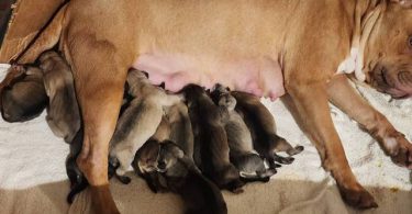 German Shepherd Pit Mix Puppies for Sale