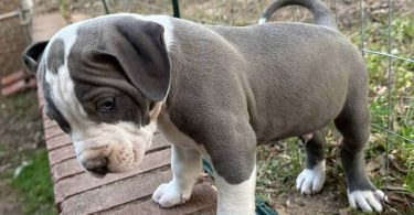 5 American pit bull puppies available