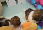 5 male Pomeranian x Havanese puppies for sale