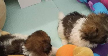 5 male Pomeranian x Havanese puppies for sale