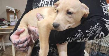 Gorgeous Pitsky puppies
