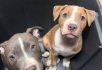 2 female pit bull puppies for sale