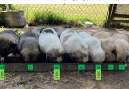 Livestock guardian dogs