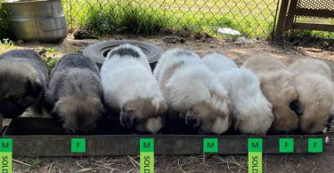 Livestock guardian dogs