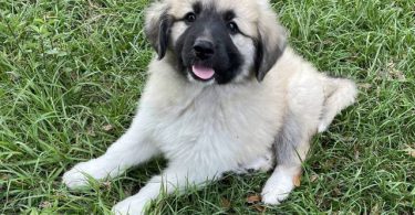 Livestock guardian dogs