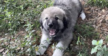 Livestock guardian dogs