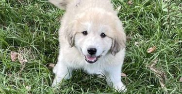 Livestock guardian dogs